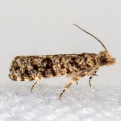 Isochorista (genus) (A Tortricid moth) at Melba, ACT - 30 Jan 2021 by Bron