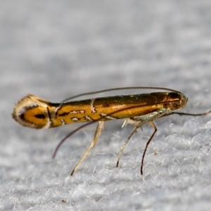 Gracillariidae undecribed species at Melba, ACT - 30 Jan 2021