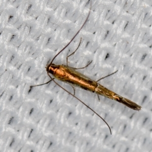 Gracillariidae undecribed species at Melba, ACT - 30 Jan 2021