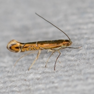 Gracillariidae undecribed species at Melba, ACT - 30 Jan 2021