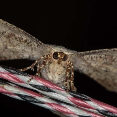 Circopetes obtusata (Grey Twisted Moth) at Melba, ACT - 30 Jan 2021 by Bron