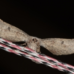 Circopetes obtusata at Melba, ACT - 31 Jan 2021 02:05 AM