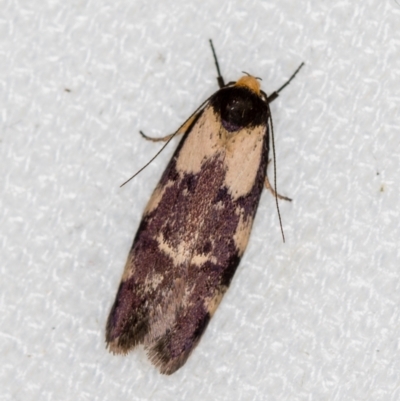 Palimmeces leucopelta (A concealer moth) at Melba, ACT - 31 Jan 2021 by Bron