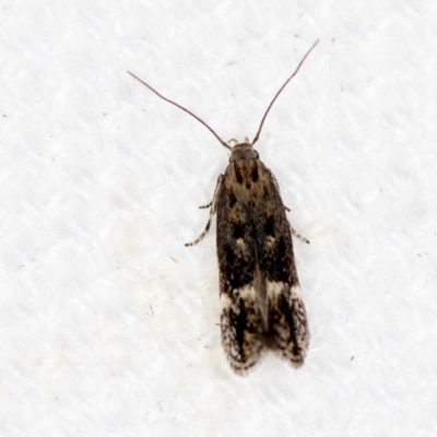 Oecophoridae (family) (Unidentified Oecophorid concealer moth) at Melba, ACT - 30 Jan 2021 by Bron