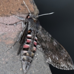 Agrius convolvuli (Convolvulus Hawk Moth) at Melba, ACT - 30 Jan 2021 by Bron