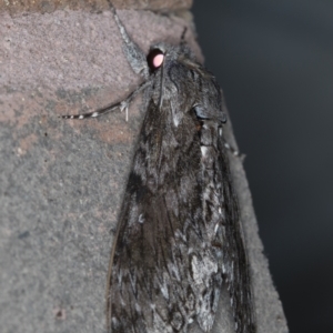 Agrius convolvuli at Melba, ACT - 31 Jan 2021