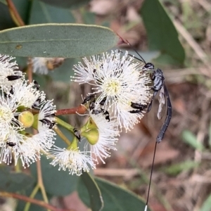 Gasteruption sp. (genus) at Murrumbateman, NSW - 1 Feb 2021