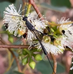 Gasteruption sp. (genus) at Murrumbateman, NSW - 1 Feb 2021