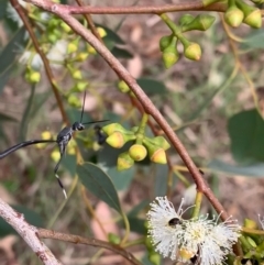 Gasteruption sp. (genus) at Murrumbateman, NSW - 1 Feb 2021 04:38 PM