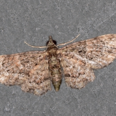 Chloroclystis (genus) (A geometer moth) at Melba, ACT - 30 Jan 2021 by Bron