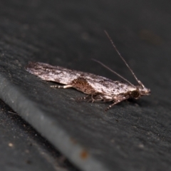 Anarsia molybdota (Wattle Shoot Moth) at Melba, ACT - 30 Jan 2021 by Bron