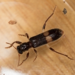 Opilo (genus) (Checkered beetle) at Melba, ACT - 30 Jan 2021 by Bron