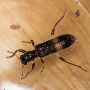 Opilo (genus) at Melba, ACT - 30 Jan 2021 05:20 PM