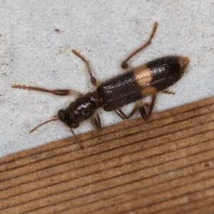 Opilo (genus) at Melba, ACT - 30 Jan 2021 05:20 PM