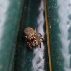 Maratus griseus (Jumping spider) at Hughes, ACT - 25 Jan 2021 by LisaH