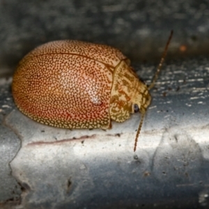 Paropsis atomaria at Melba, ACT - 30 Jan 2021 10:53 PM