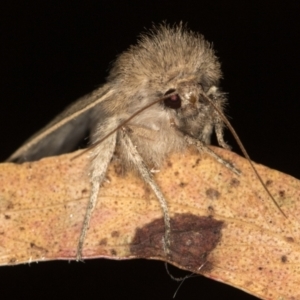 Bathytricha truncata at Melba, ACT - 4 Jan 2021 01:53 AM