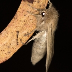 Bathytricha truncata at Melba, ACT - 4 Jan 2021 01:53 AM