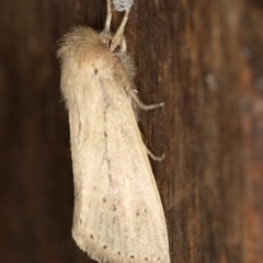 Bathytricha truncata at Melba, ACT - 4 Jan 2021 01:53 AM