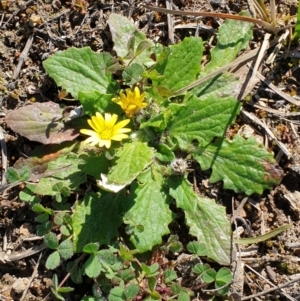 Cymbonotus sp. (preissianus or lawsonianus) at Cook, ACT - 14 Sep 2020