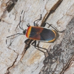 Dindymus versicolor at Wee Jasper, NSW - 31 Jan 2021 01:30 PM