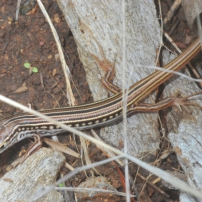 Ctenotus robustus (Robust Striped-skink) at Wee Jasper, NSW - 31 Jan 2021 by Harrisi