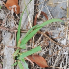 Ctenotus robustus at Wee Jasper, NSW - 31 Jan 2021