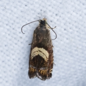 Grapholita zapyrana at Melba, ACT - 23 Jan 2021