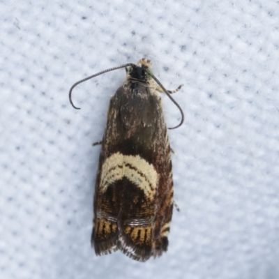 Grapholita zapyrana (A tortrix moth) at Melba, ACT - 22 Jan 2021 by kasiaaus