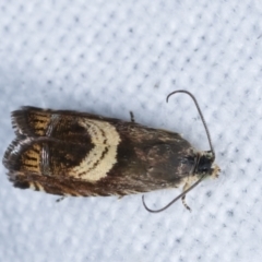 Grapholita zapyrana at Melba, ACT - 23 Jan 2021