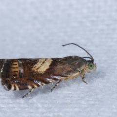 Grapholita zapyrana at Melba, ACT - 23 Jan 2021