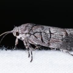 Illidgea epigramma at Melba, ACT - 23 Jan 2021