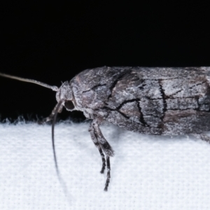 Illidgea epigramma at Melba, ACT - 23 Jan 2021