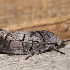 Illidgea epigramma at Melba, ACT - 23 Jan 2021 01:10 AM