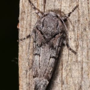 Illidgea epigramma at Melba, ACT - 23 Jan 2021 01:10 AM