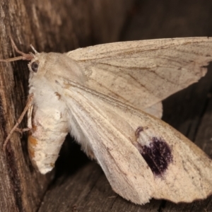 Arhodia lasiocamparia at Melba, ACT - 23 Jan 2021 01:12 AM