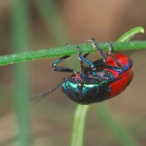 Choerocoris paganus at Molonglo River Reserve - 30 Jan 2021