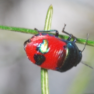 Choerocoris paganus at Molonglo River Reserve - 30 Jan 2021