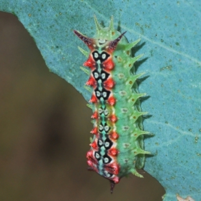 Doratifera quadriguttata and casta (Four-spotted Cup Moth) at Wee Jasper, NSW - 31 Jan 2021 by Harrisi