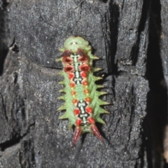 Doratifera quadriguttata and casta at Wee Jasper, NSW - 31 Jan 2021