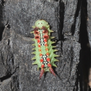 Doratifera quadriguttata and casta at Wee Jasper, NSW - 31 Jan 2021