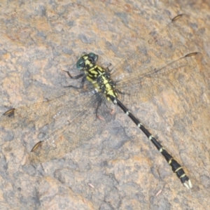 Hemigomphus gouldii at Wee Jasper, NSW - 31 Jan 2021 04:37 PM