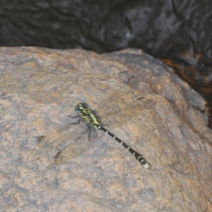 Hemigomphus gouldii at Wee Jasper, NSW - 31 Jan 2021