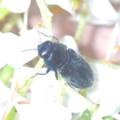 Neocuris pubescens (A jewel beetle) at Wee Jasper, NSW - 31 Jan 2021 by Harrisi