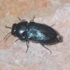 Neocuris pubescens at Wee Jasper, NSW - 31 Jan 2021