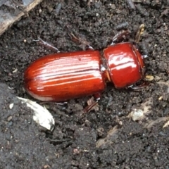 Aulacocyclus edentulus (Passalid beetle) at Banksia Street Wetland Corridor - 1 Feb 2021 by Cathy