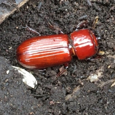 Aulacocyclus edentulus (Passalid beetle) at Banksia Street Wetland Corridor - 1 Feb 2021 by Cathy