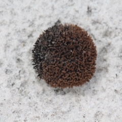 Unidentified Cup or disk - with no 'eggs' at Bournda Environment Education Centre - 31 Jan 2021 by RossMannell