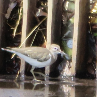 Actitis hypoleucos (Common Sandpiper) at Monash, ACT - 31 Jan 2021 by Christine