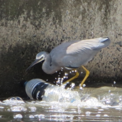 Egretta novaehollandiae (White-faced Heron) at Tuggeranong Creek to Monash Grassland - 31 Jan 2021 by Christine